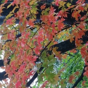 Meet your Posher, Cyndi